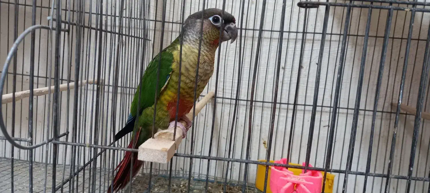 جوجه گرینچیک همه نژاد موجود دستی و سرلاکی امیدیه|پرنده|امیدیه, |دیوار