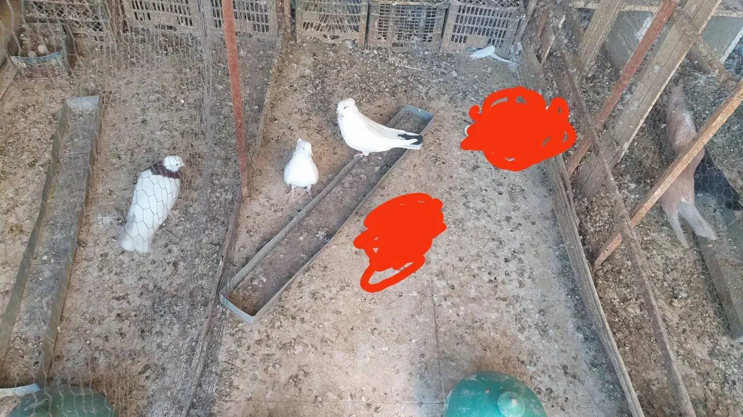 پرنده|پرنده|سمنان, |دیوار