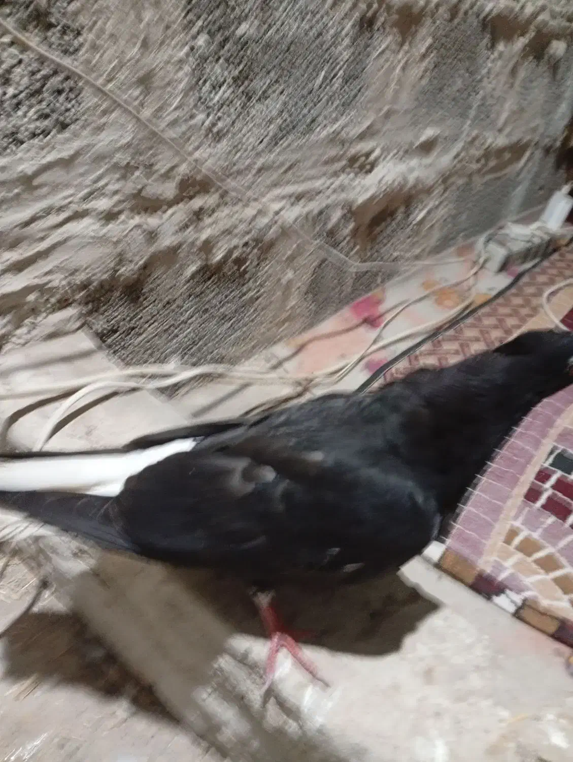 اشعل سیاه|پرنده|خرمشهر, |دیوار