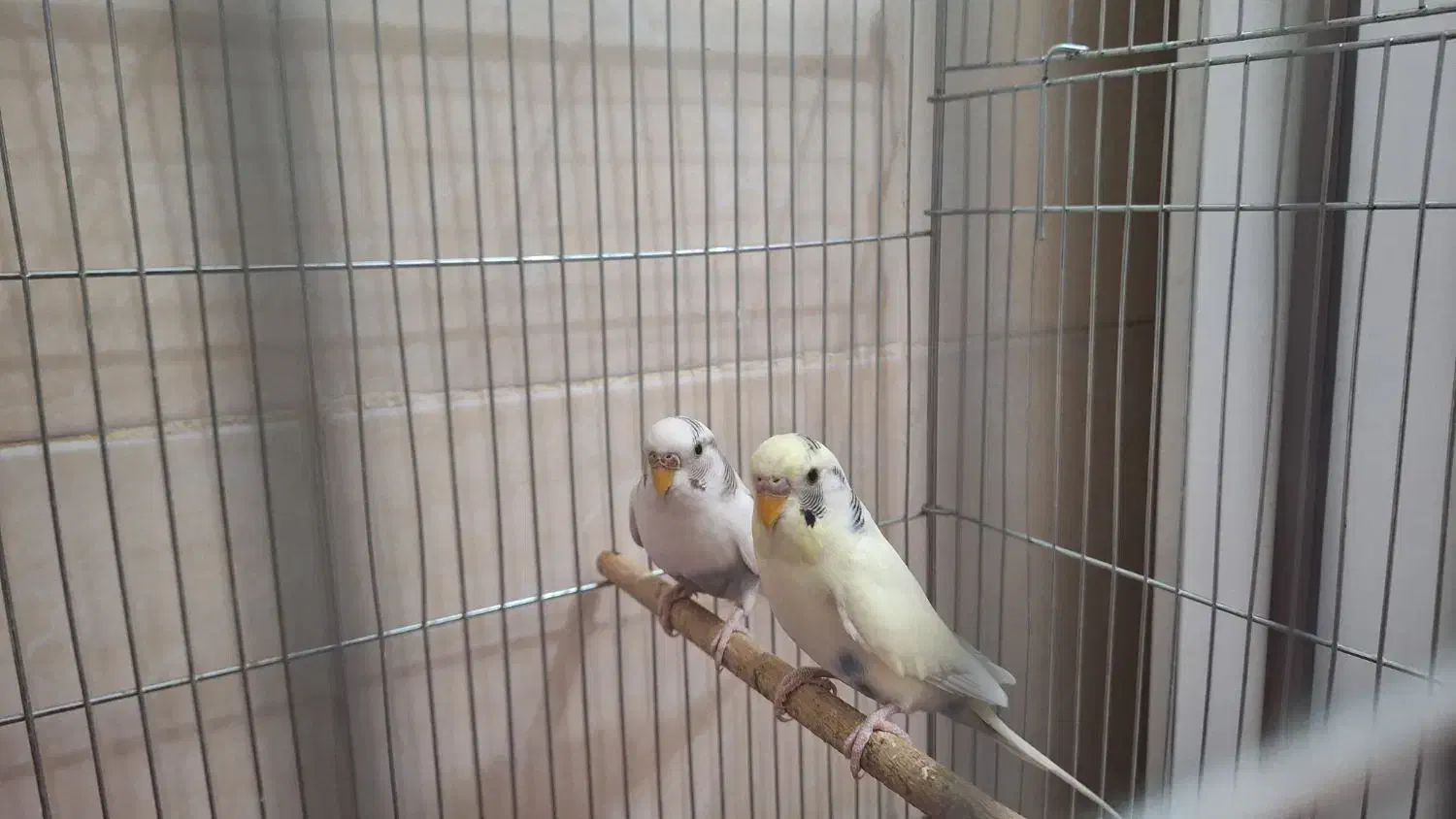 مرغ عشق|پرنده|فولادشهر, مسکن مهر فولادشهر|دیوار