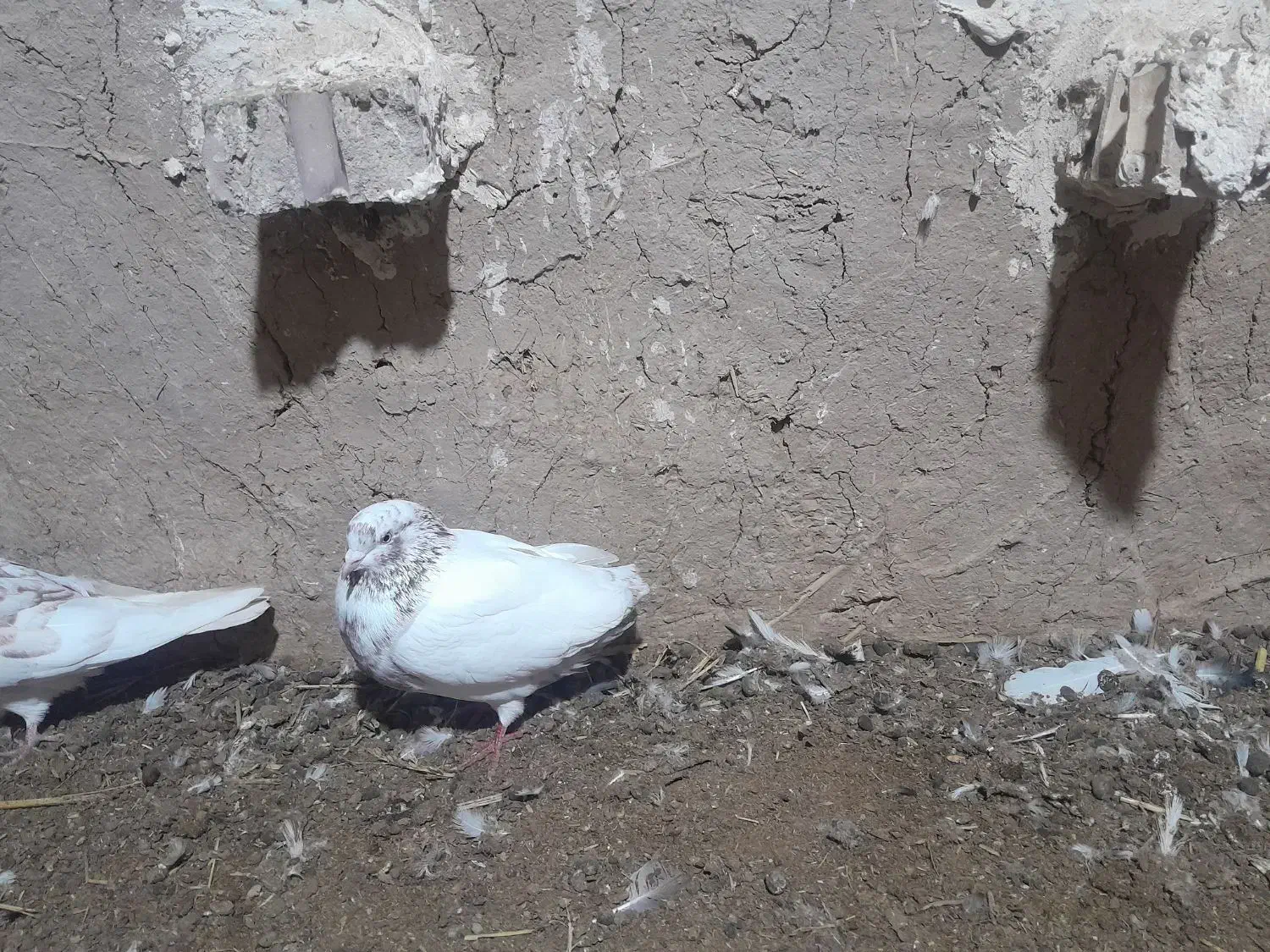 کبوتر|پرنده|پلدشت, |دیوار