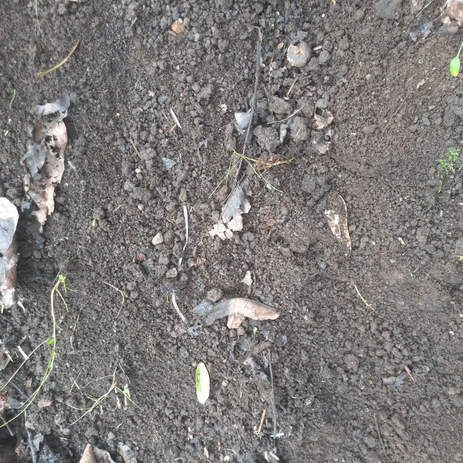 کود حیوانی|خدمات باغبانی و درختکاری|املش, |دیوار