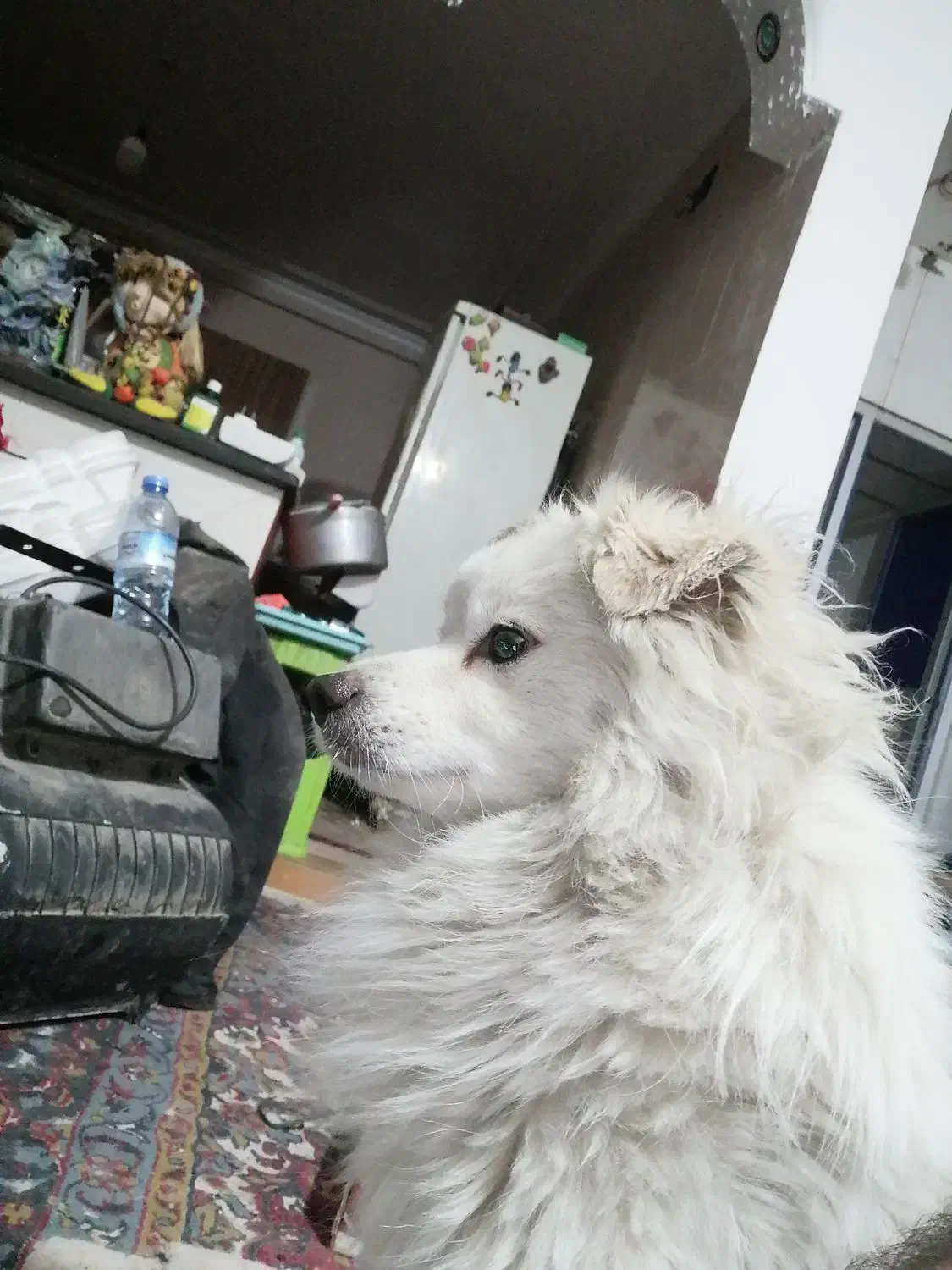 جفت سگنروماده خوشگل ودوست داشتنی|سگ|بهبهان, |دیوار