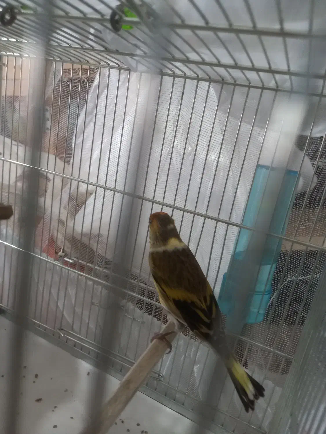 سهره قناری جوان|پرنده|بندر انزلی, گلسرخ|دیوار