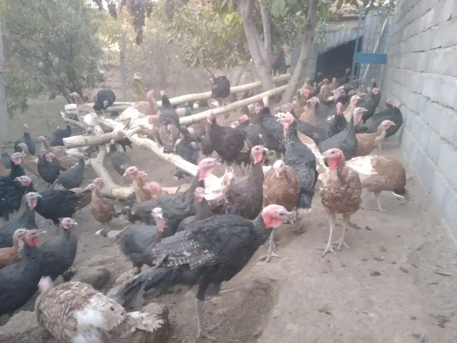 بوقلمون ارگانیک بوربون وبرنز|حیوانات مزرعه|کامیاران, |دیوار