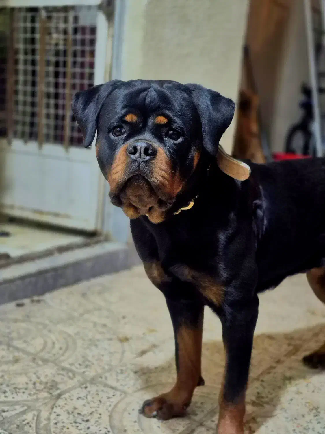 روتوایلر ماده|سگ|تهران, فرودگاه مهرآباد|دیوار