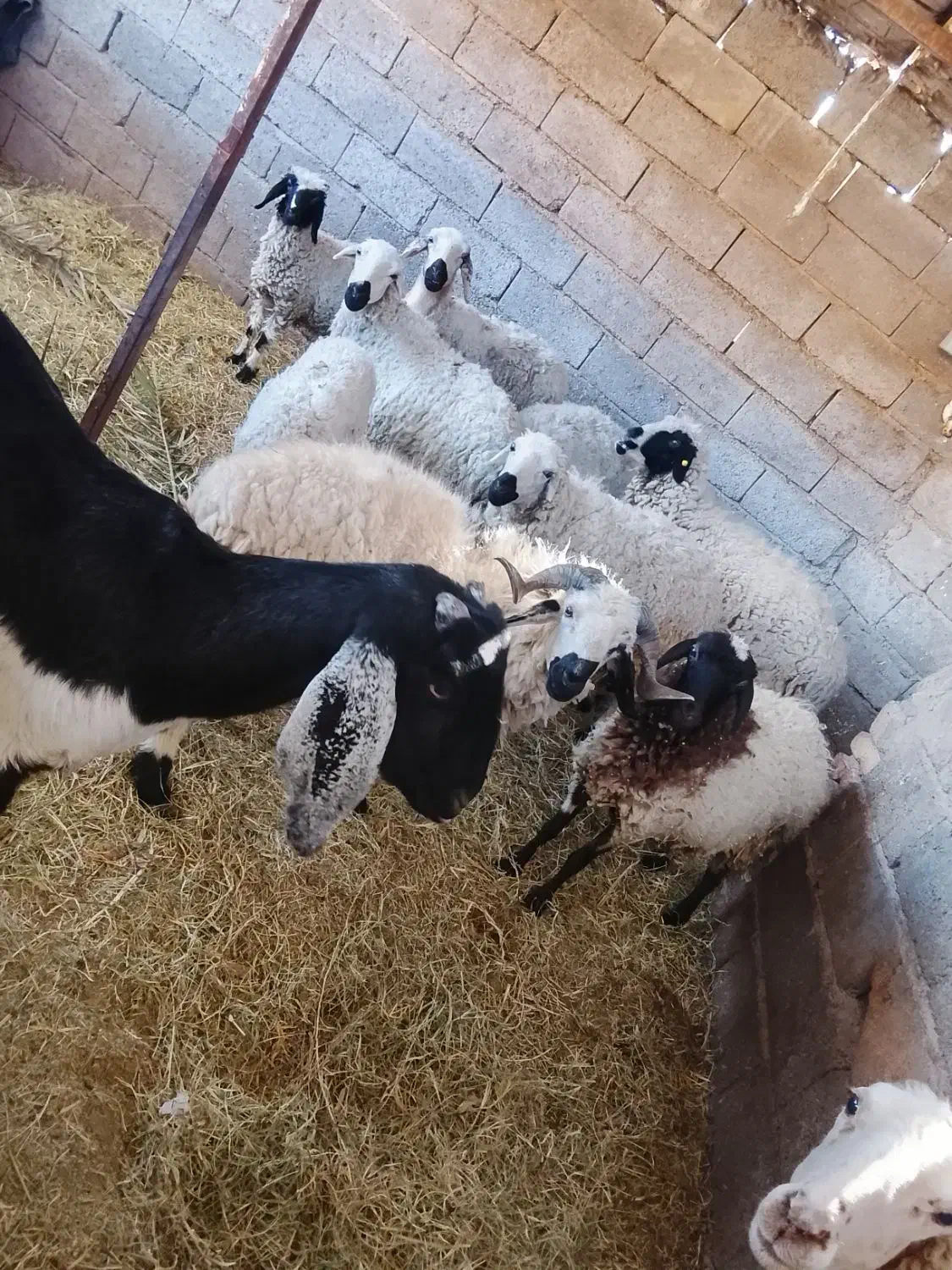 ۱۰ راس گوسفند|حیوانات مزرعه|بم, |دیوار