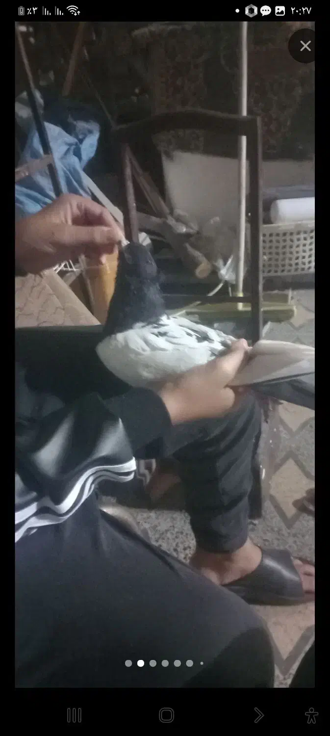 سینه ای نرومست|پرنده|اندیمشک, |دیوار