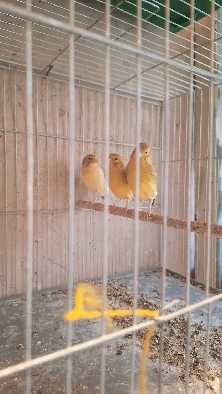 قناری ماده آماده|پرنده|جونقان, |دیوار