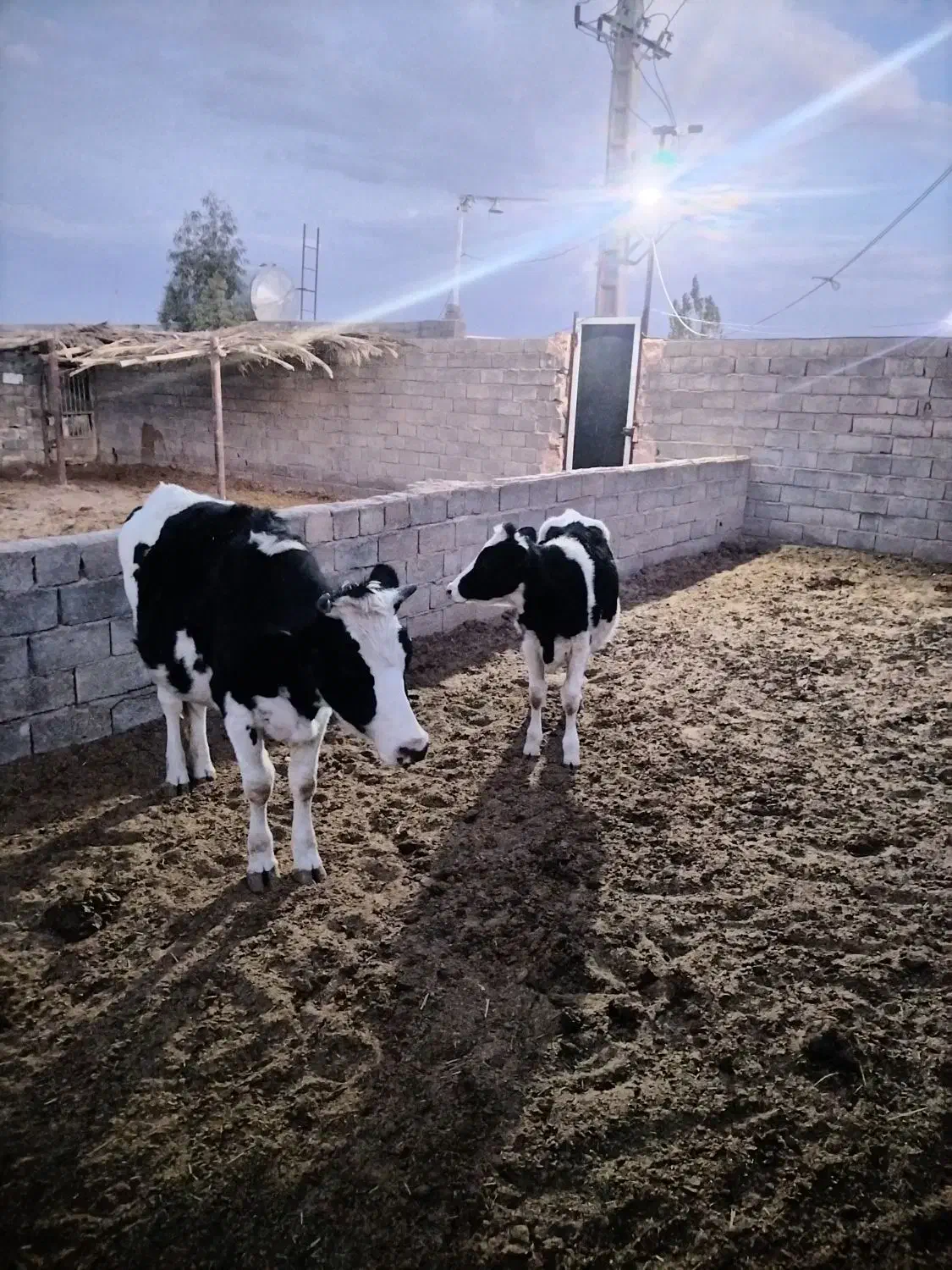 تلیسه وگوساله|حیوانات مزرعه|کرمان, |دیوار