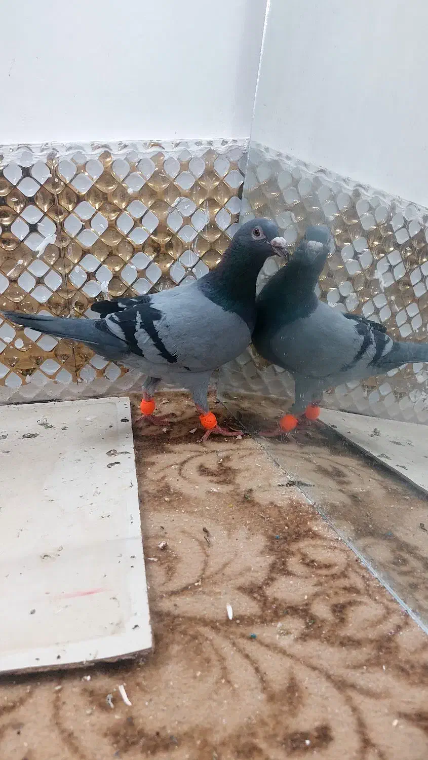 کبوتز|پرنده|مشهد, انصار|دیوار