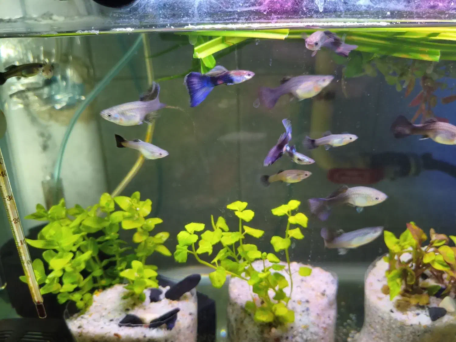 ماهی گوپی .ماهی زینتی.بلو‌ مسکو.|ماهی|قزوین, |دیوار