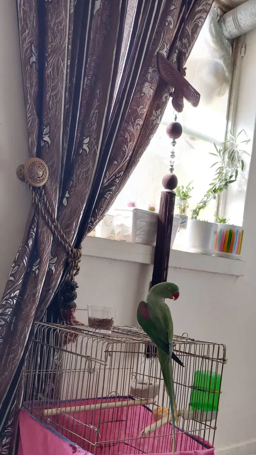 شاه طوطی اسکندری|پرنده|دزفول, |دیوار