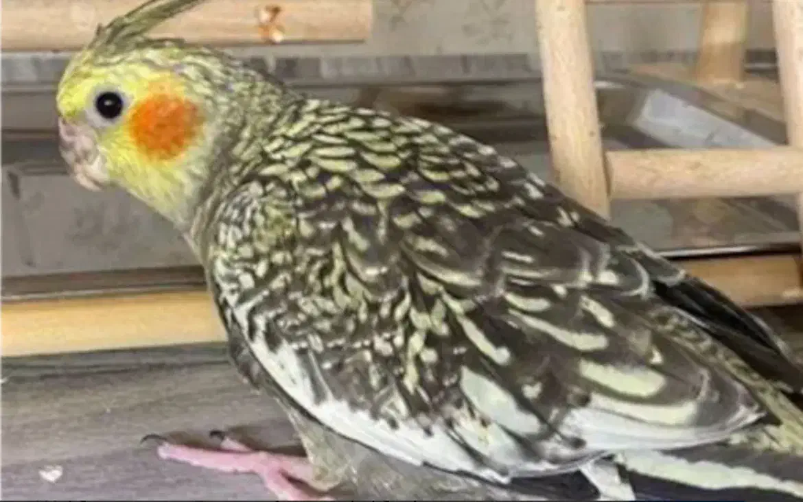 فروش عروس هلندی|پرنده|ساری, |دیوار