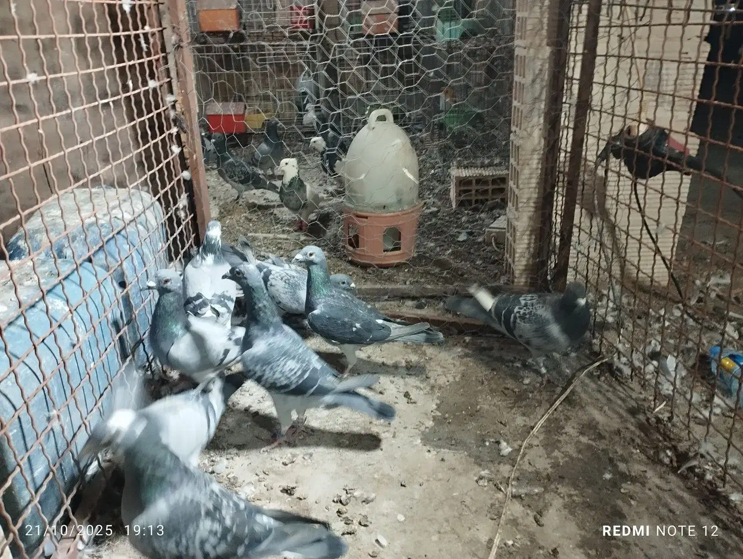 پلاکی|پرنده|چمران, |دیوار