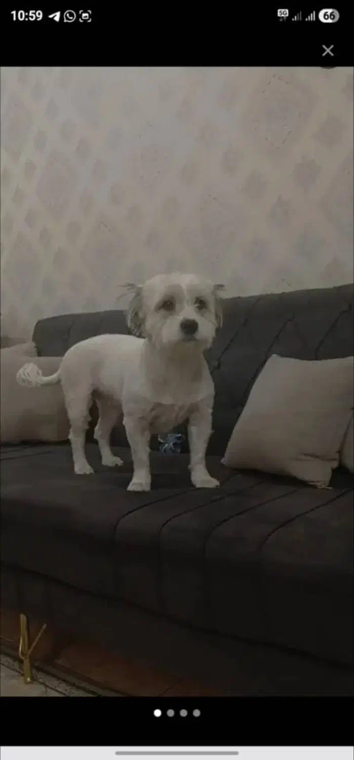 شیتزو رایگان|سگ|پردیس, شهرک صنعتی خرمدشت فاز ۷|دیوار