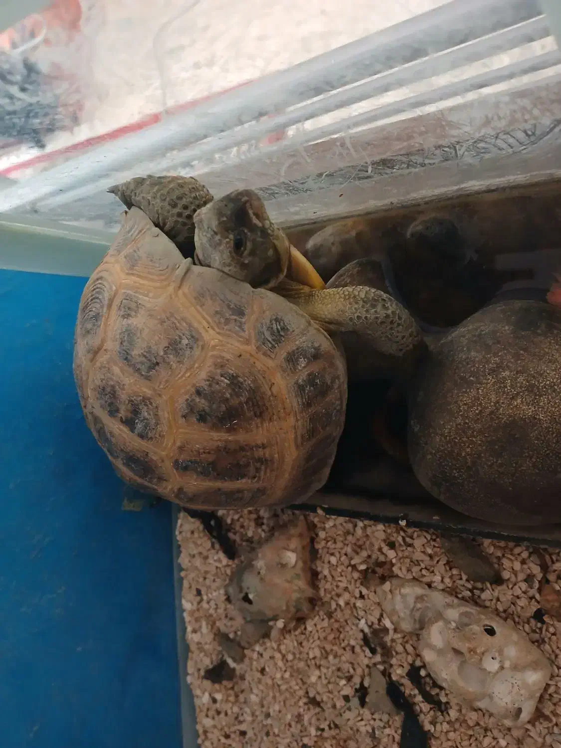 واگذاری خانگی|خزنده|مشهد, نکاح|دیوار