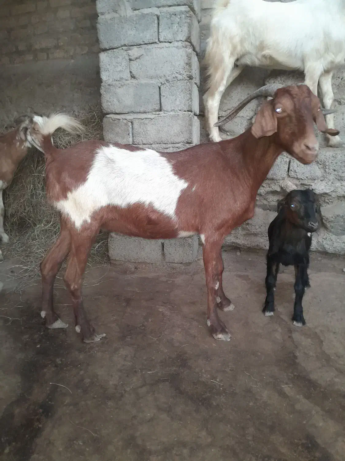 بزخوب و چاق 10000000|حیوانات مزرعه|بند زرک, |دیوار