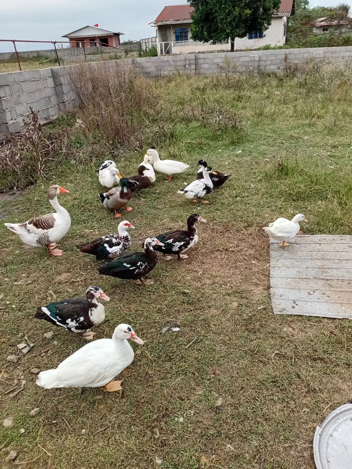 اردک غاز محلی بوقلمون|حیوانات مزرعه|اسالم, |دیوار