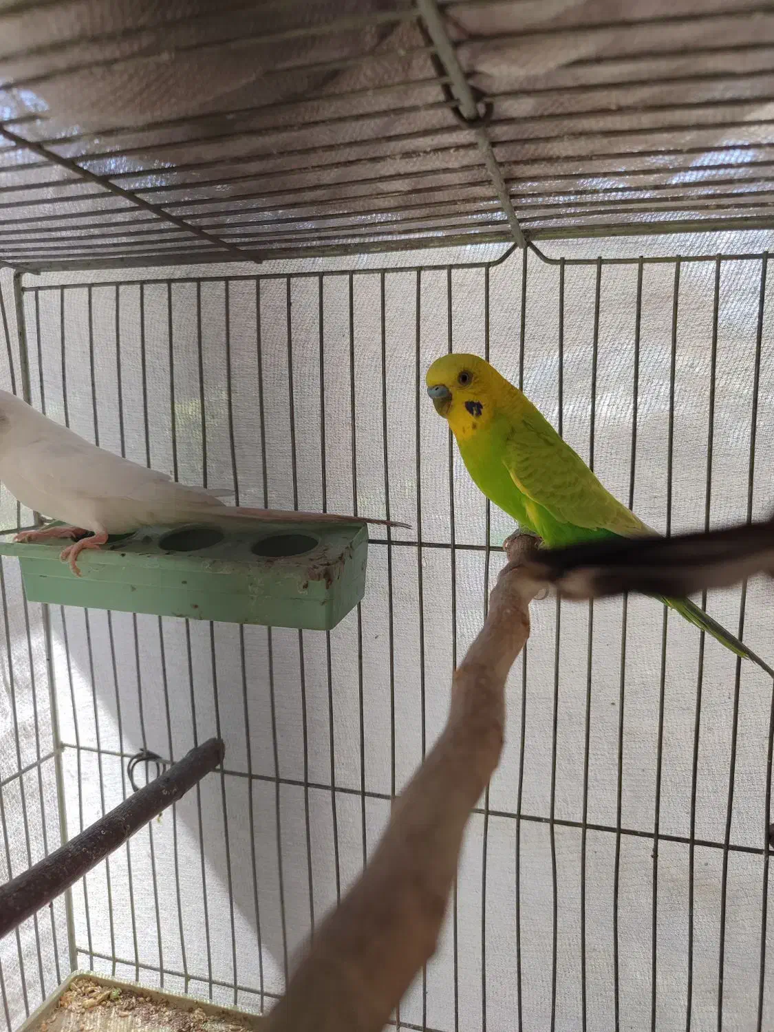 حدود ده جفت مرغ عشق هلندی چشم سرخ همه دستی و مولد|پرنده|شاهین‌شهر, شهرک گلدیس|دیوار