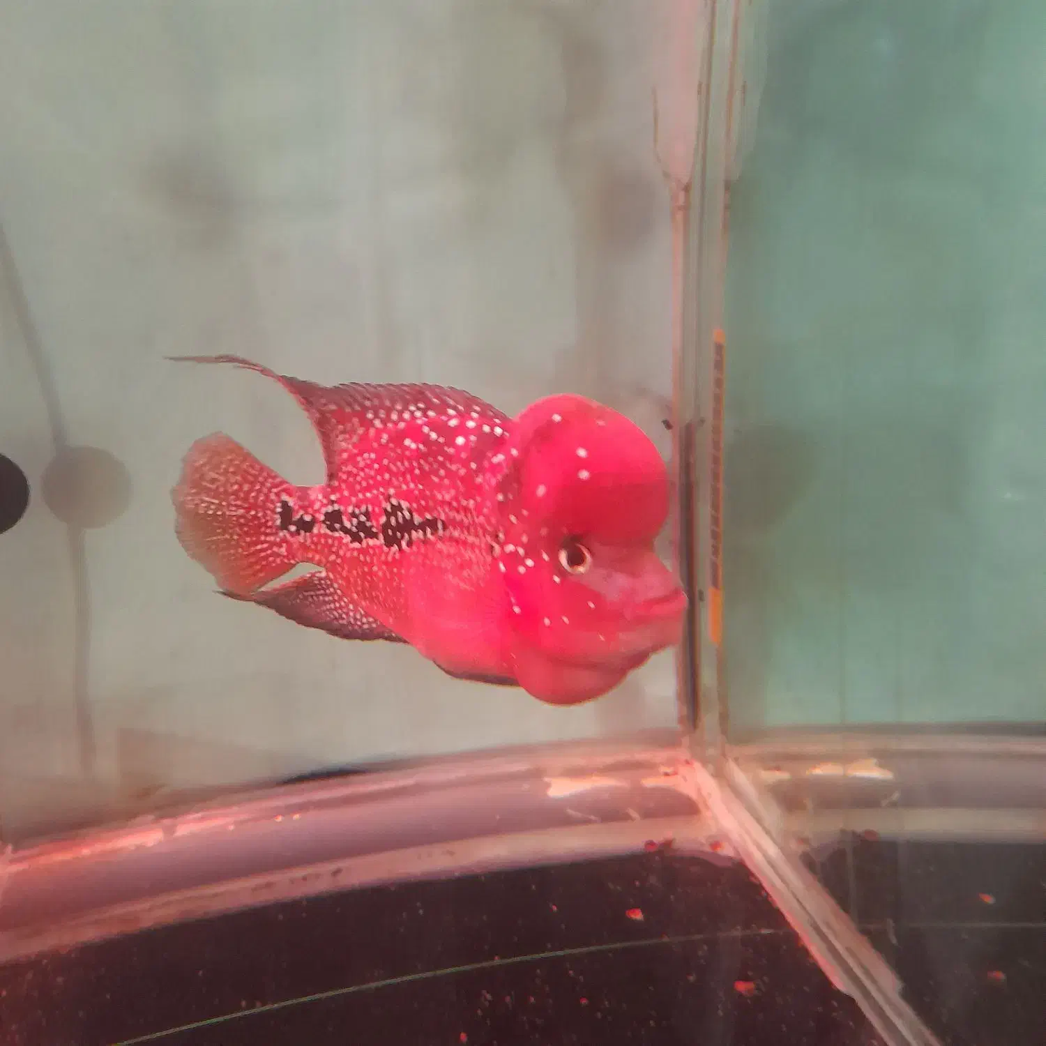 فلاور|ماهی|تهران, تهرانپارس جنوبی|دیوار