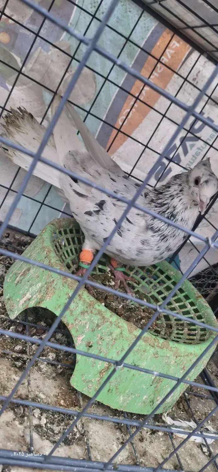 کفتر|پرنده|نیشابور, شهید بهشتی|دیوار