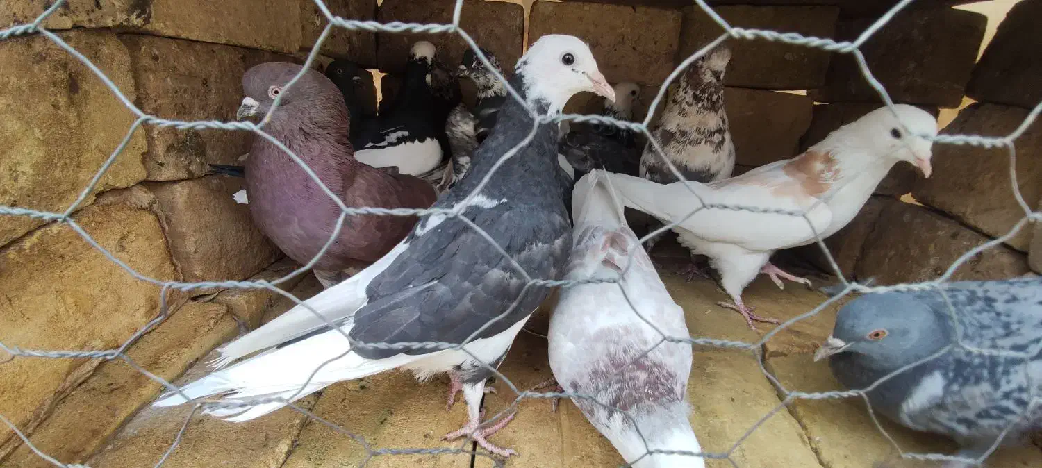 کفتر یزدی|پرنده|حمیدیا, |دیوار