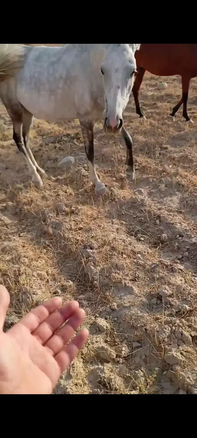 چارتا مادیان همه عرب وسواری|اسب و تجهیزات اسب‌سواری|اهواز, دانشگاه چمران|دیوار