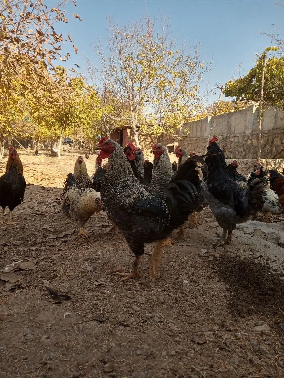 فروش خروس محلی|حیوانات مزرعه|هشتگرد, خور|دیوار