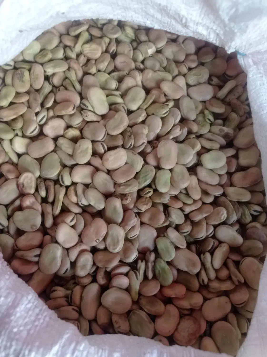 باقله شاخ‌بزی۷بند تظمینی بشرط 150۰۰۰|خدمات باغبانی و درختکاری|پلدختر, |دیوار