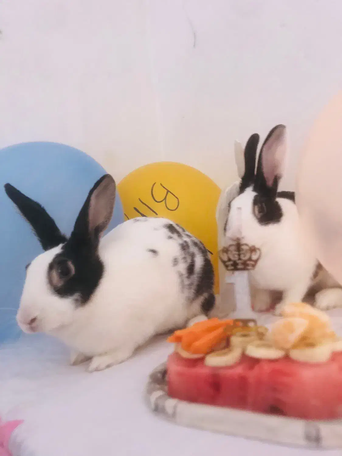 واگذاری خرگوش|موش و خرگوش|تربت جام, جامی|دیوار