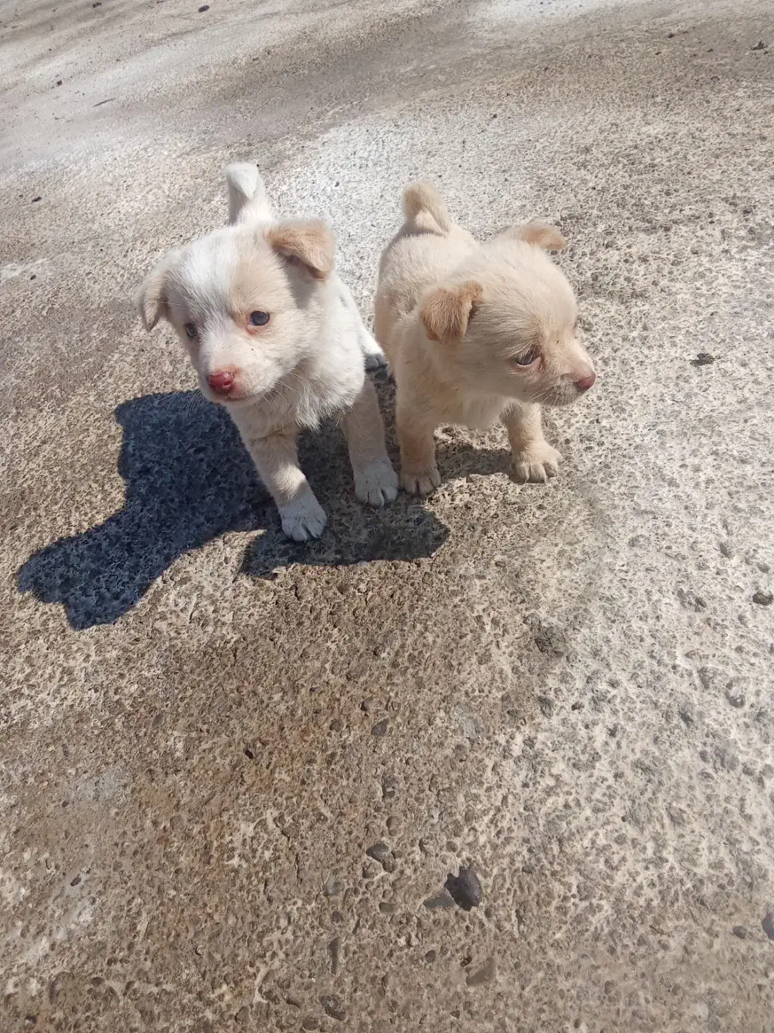 فروش سگ|سگ|سنگدوین, |دیوار