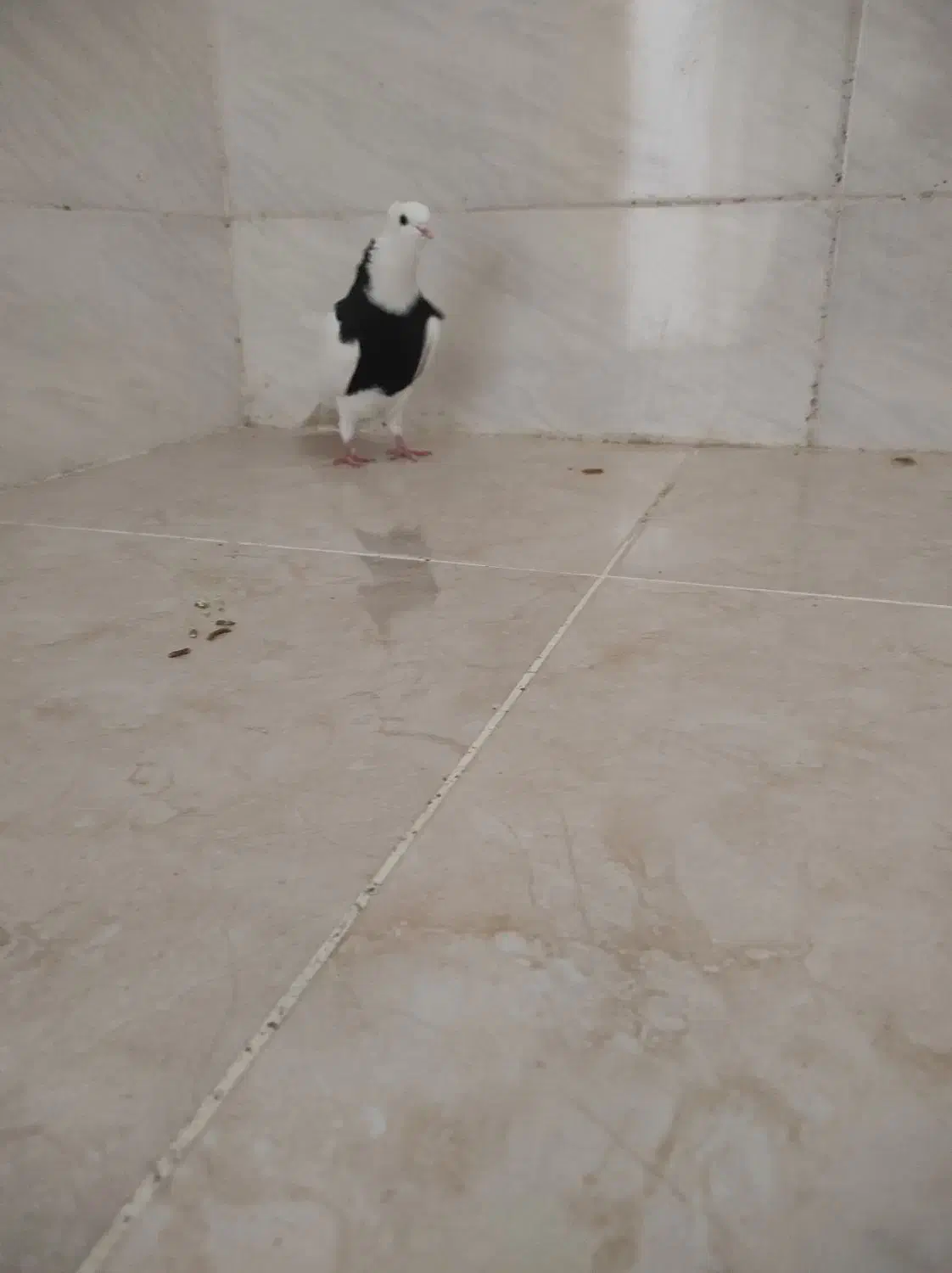 نر طوق سیا|پرنده|شوشتر, |دیوار