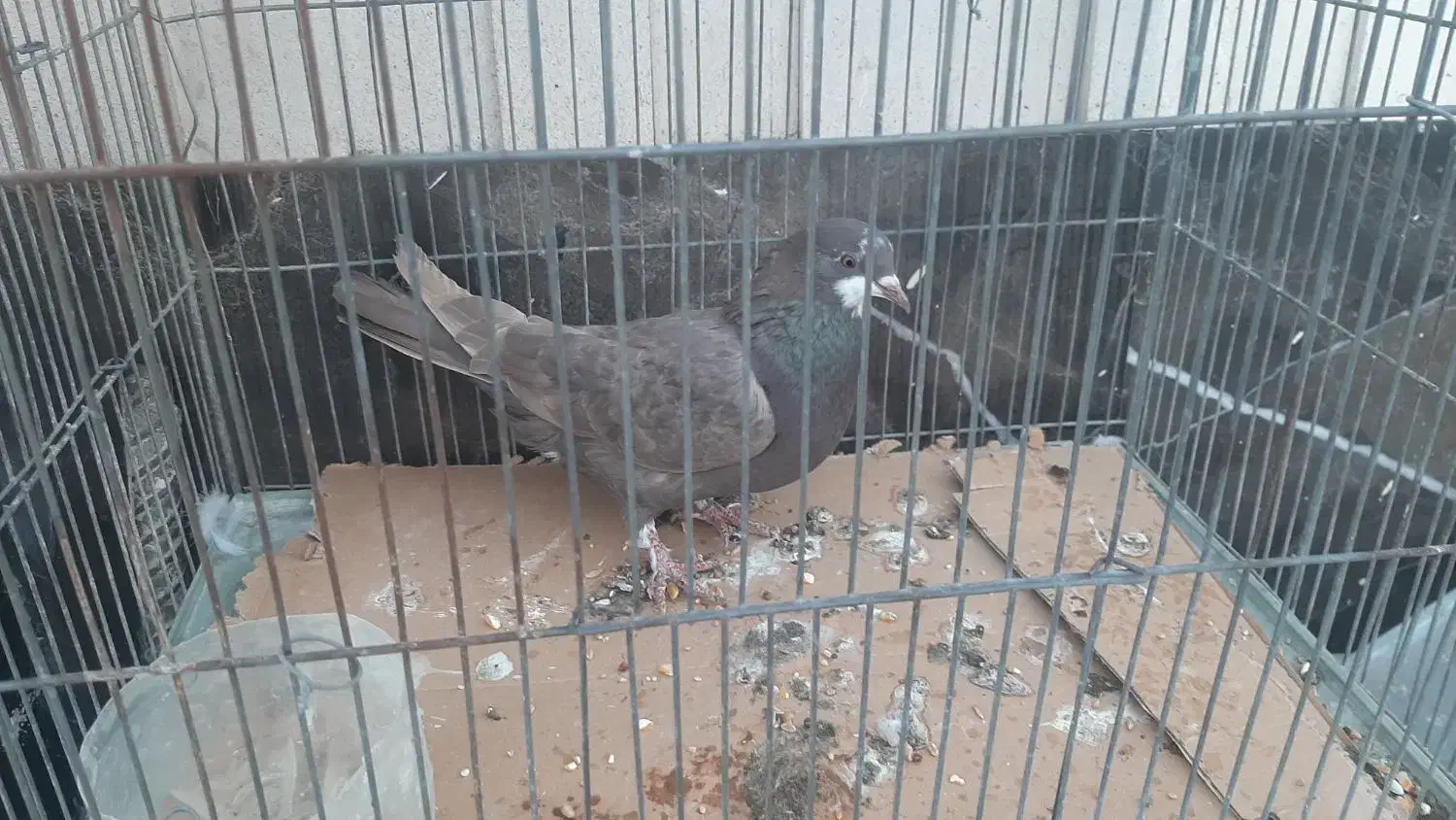 کبوتر|پرنده|اصفهان, پروین|دیوار