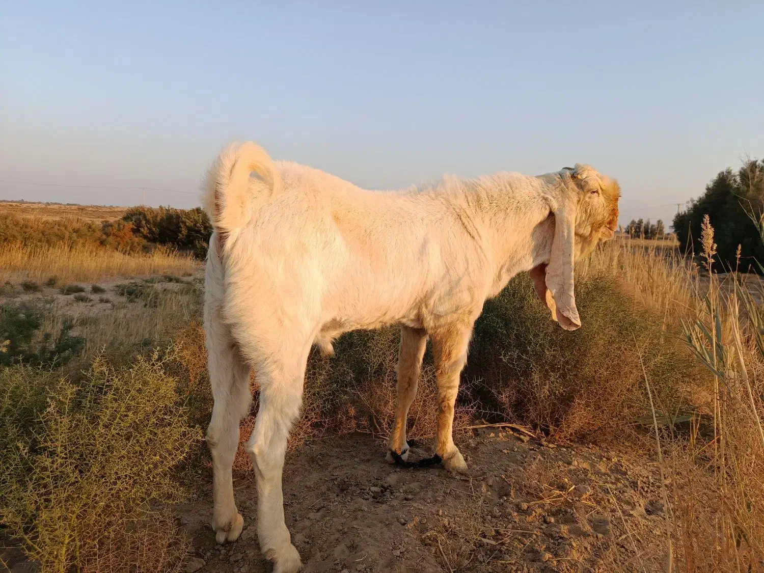 بز نر اصل|حیوانات مزرعه|هیرمند, |دیوار