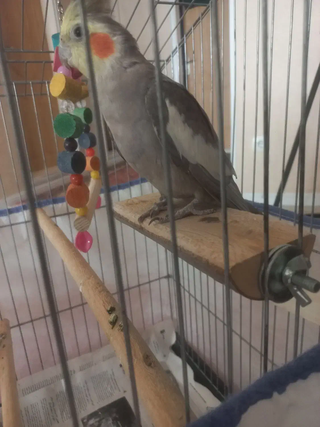 عروس هلندی رام|پرنده|اردبیل, |دیوار