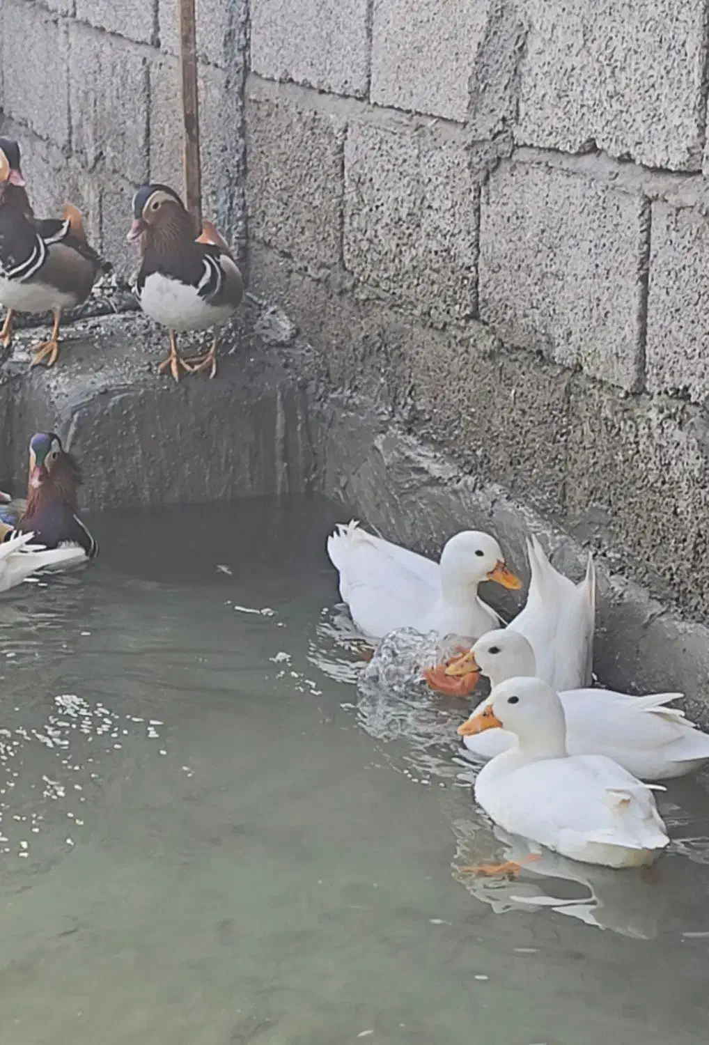 اردک کال سفید عروسکی|حیوانات مزرعه|آمل, |دیوار