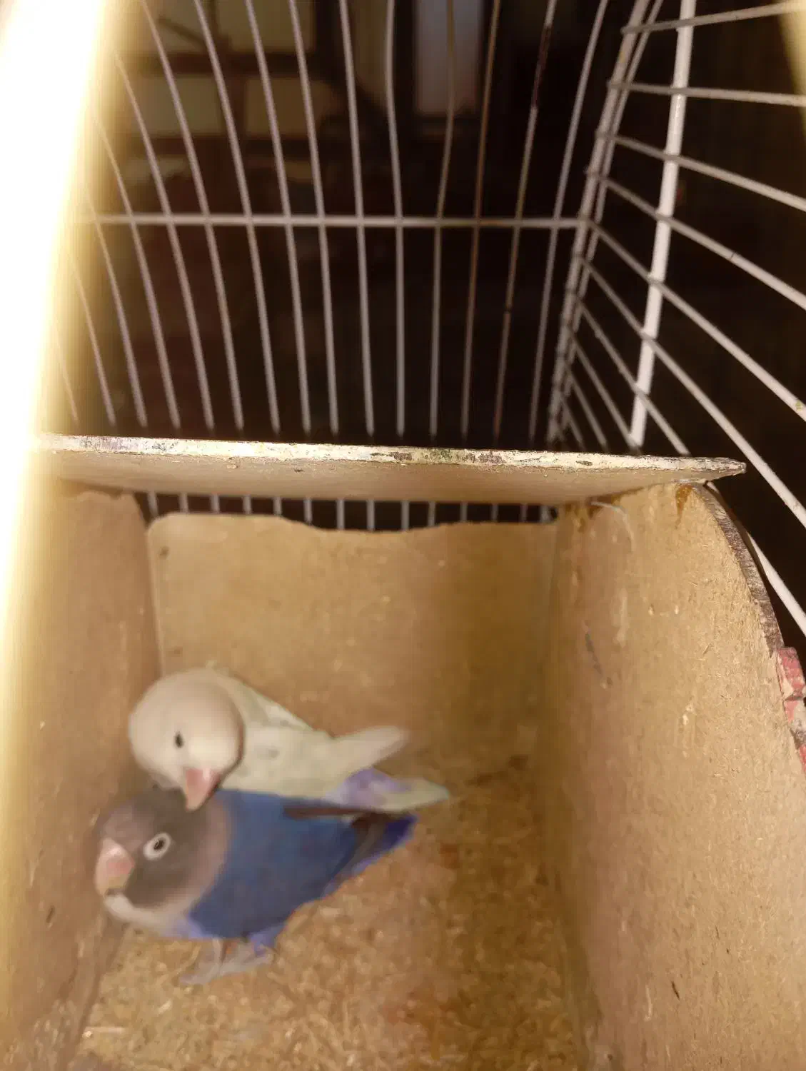 طوطی برزیلی|پرنده|تهران, هفده شهریور|دیوار