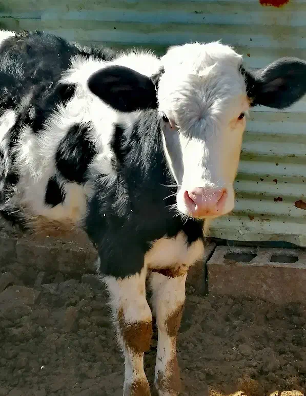 گوساله ماده|حیوانات مزرعه|یزد, |دیوار