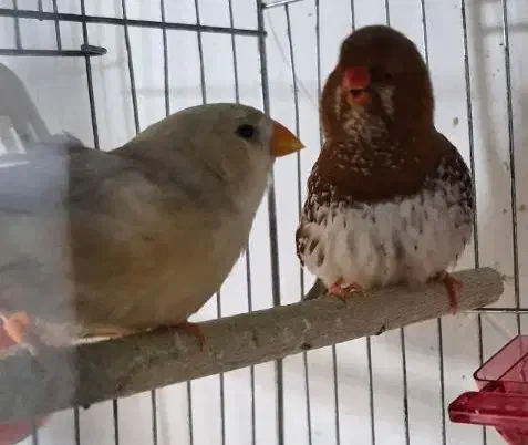 فروش فنچ کینگ|پرنده|بندرعباس, |دیوار