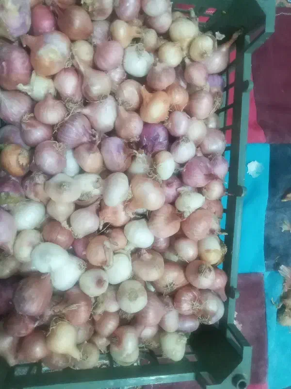 پیاز محلی متوسط شیرین|خوردنی و آشامیدنی|قائن, |دیوار