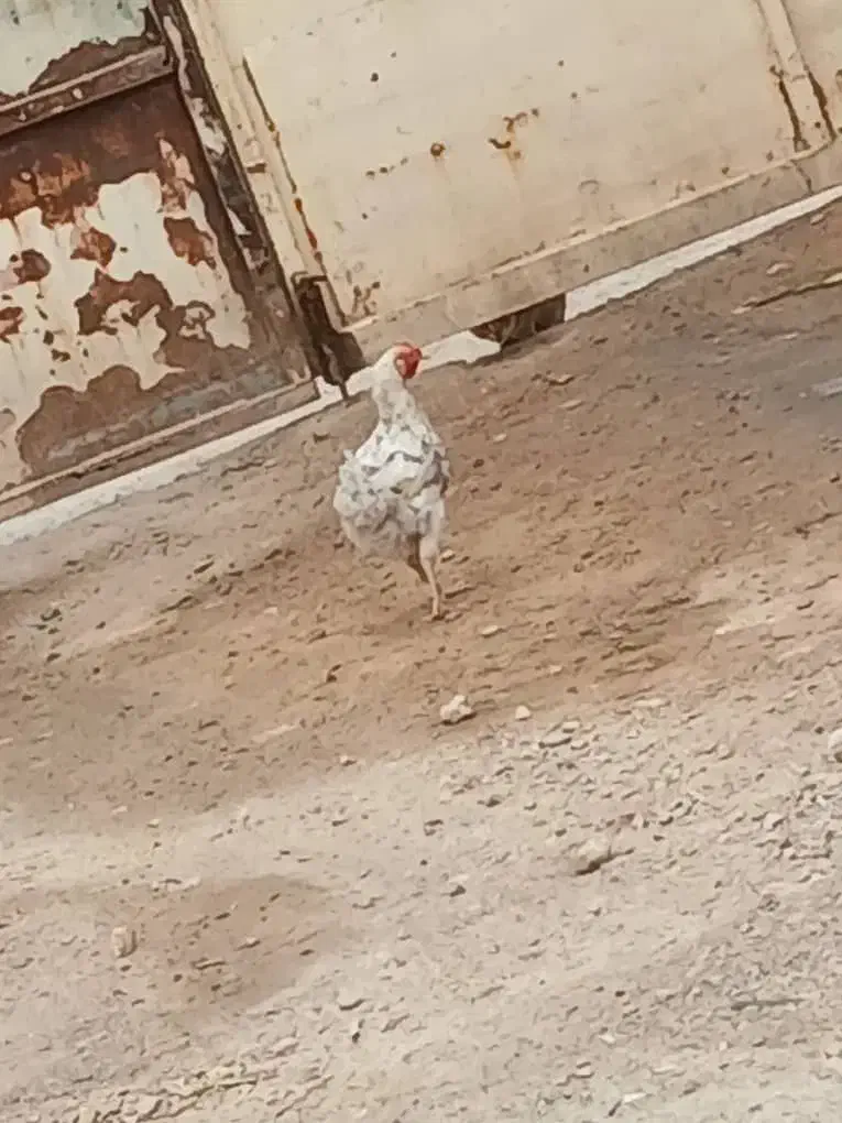 ۷ عدد مرغ و خروس|حیوانات مزرعه|اهواز, سپیدار|دیوار