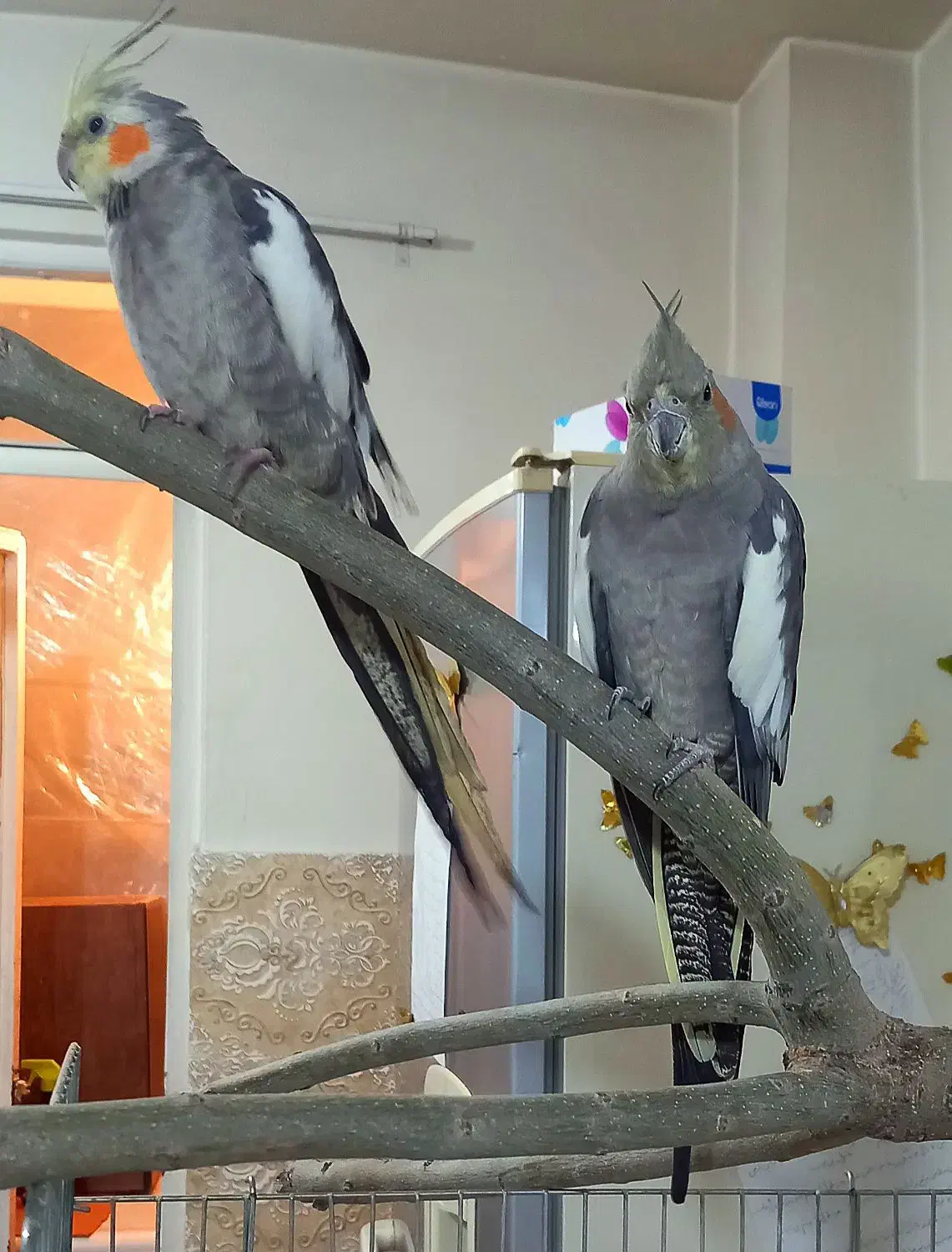 عروس هلندی|پرنده|شهریار, شهرک وائین|دیوار