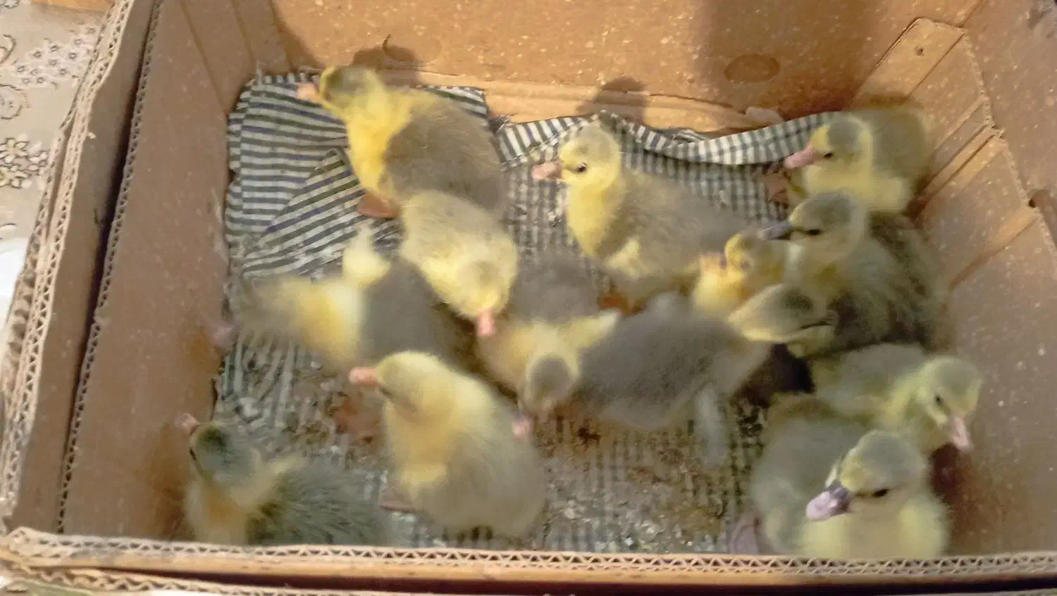 جوجه غاز تروتمیز سالم|حیوانات مزرعه|گتاب, |دیوار