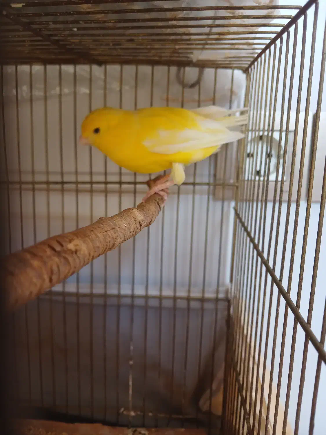 فروش قناری ماده اماده|پرنده|قم, پردیسان|دیوار