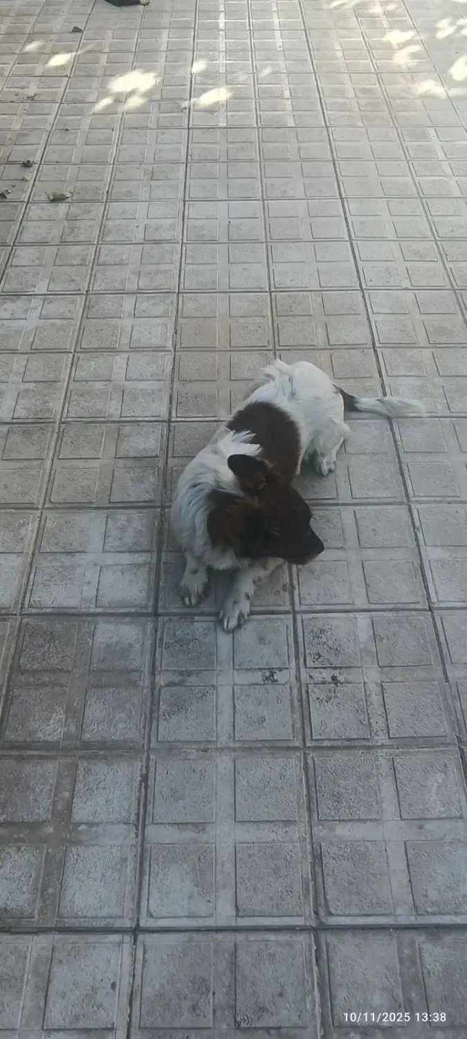 سگ پاکوتاه سیاه سفید نر|سگ|شیروان (خراسان), |دیوار