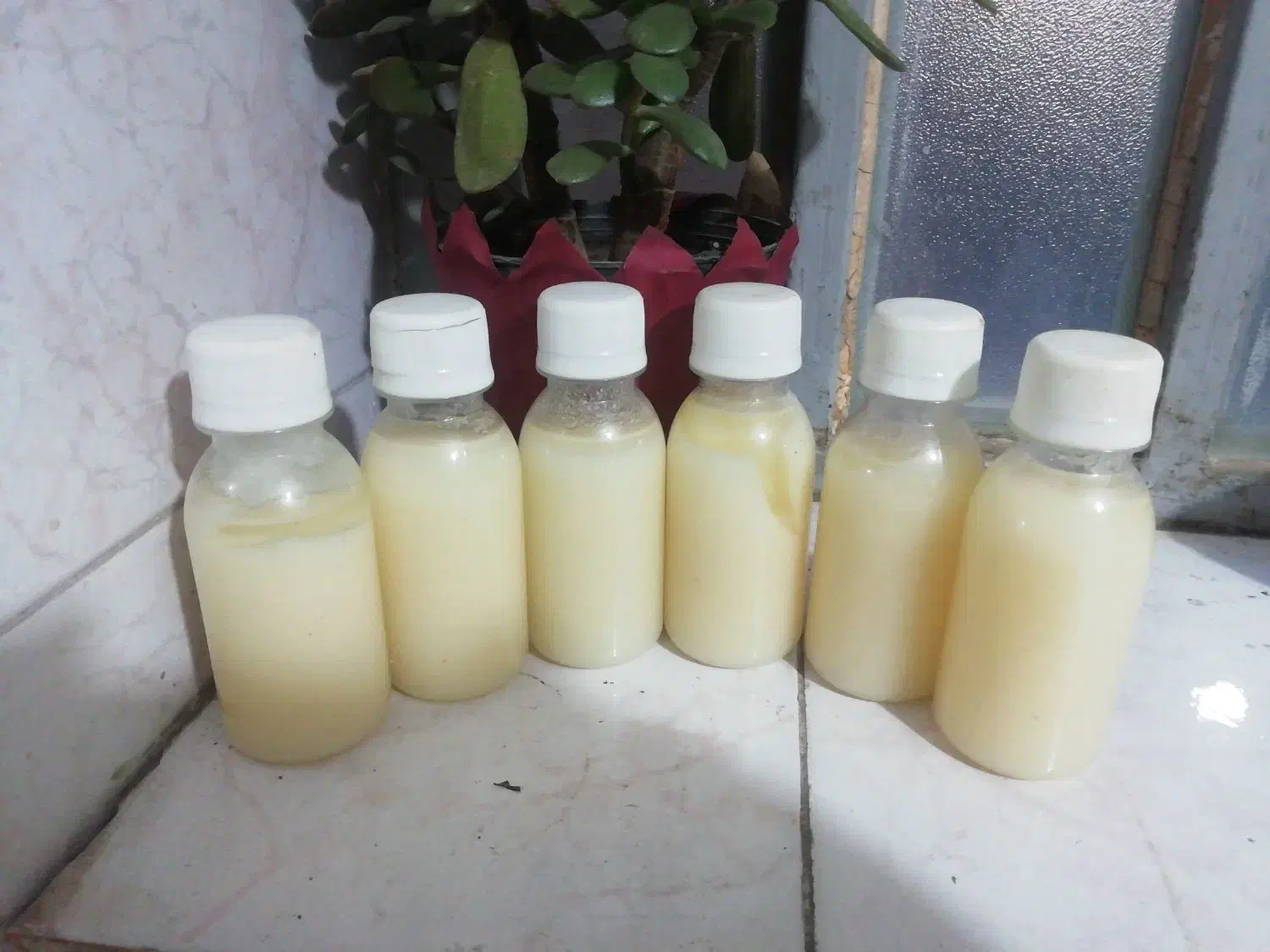 روغن شتر مرغ اصل|آرایشی، بهداشتی، درمانی|شیراز, پودنک|دیوار