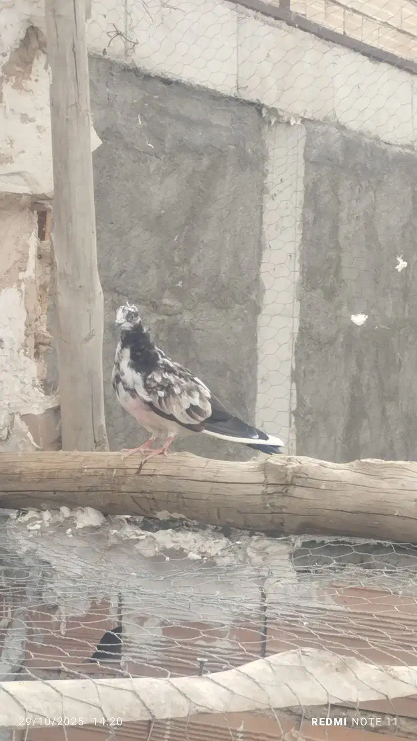 جوجه غریب|پرنده|خوی, |دیوار