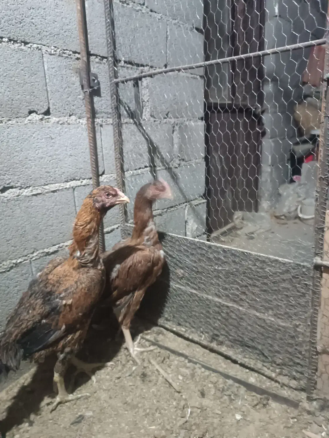 مرغ لاری|حیوانات مزرعه|مهدی شهر, |دیوار