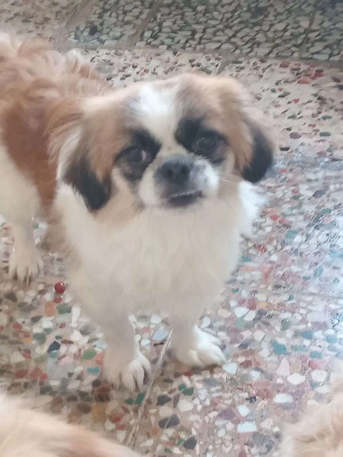 سگ شیتزوپیکینوا|سگ|بندر انزلی, ساحل قو|دیوار